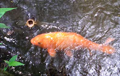 鯉
