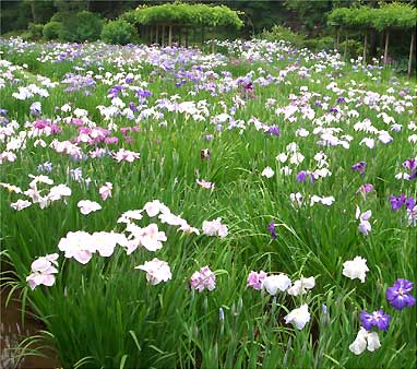 花菖蒲田