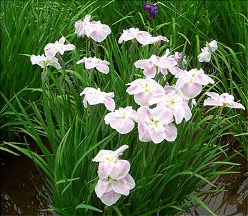 花菖蒲
