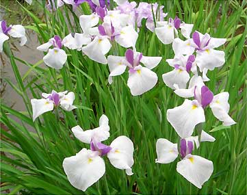 花菖蒲