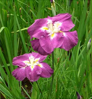 花菖蒲