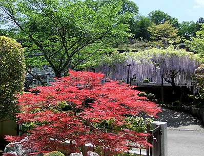 ogawa100515p.jpg