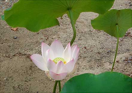黄檗宗萬福寺 蓮の花