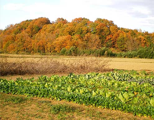 ranzan091128b.jpg