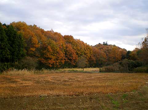 ranzan091128d.jpg