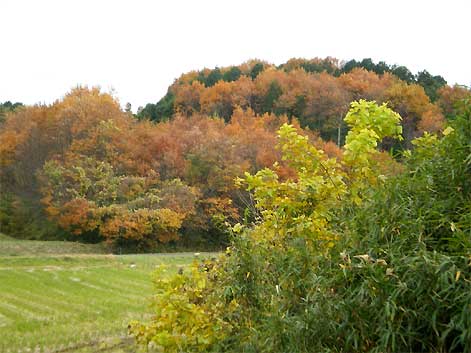 ranzan091128e.jpg