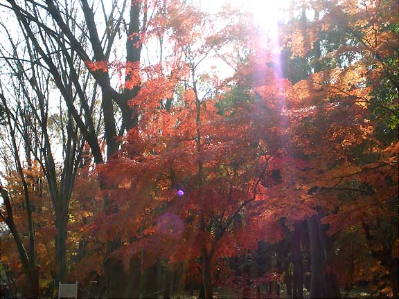 ranzan091129a.jpg