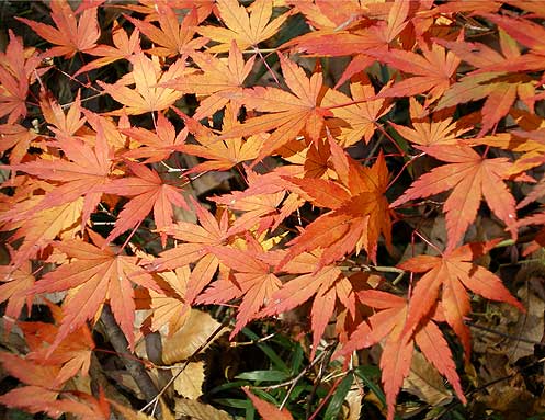 ranzan091129c.jpg