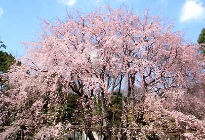 六義園 枝垂れ桜
