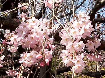 六義園 枝垂れ桜(近接)