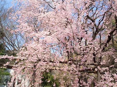 六義園 枝垂れ桜