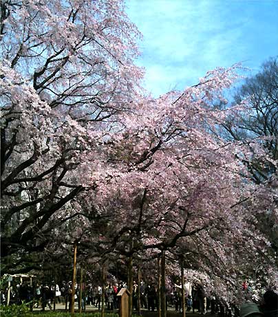 rikugien20100327a.jpg