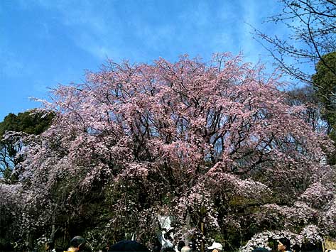 rikugien20100327b.jpg