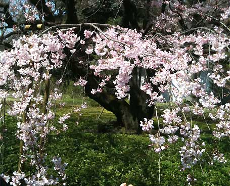 rikugien20100327d.jpg