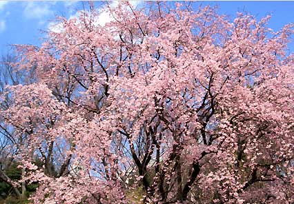 六義園 枝垂れ桜