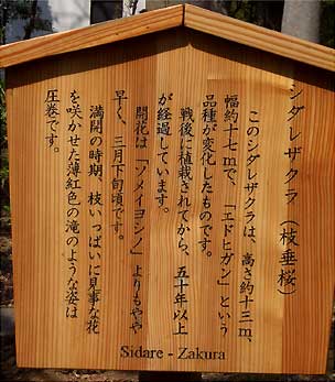 枝垂桜 説明