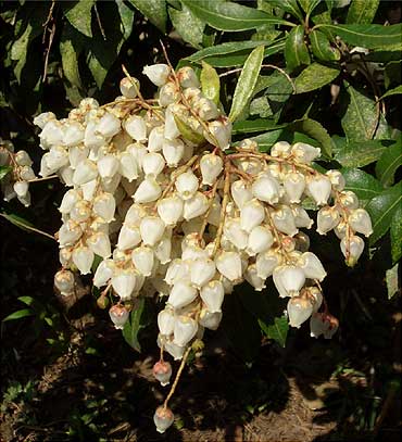 お花