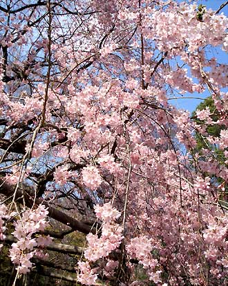六義園 枝垂れ桜(近接)