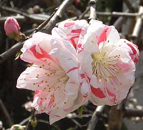 上野公園 桜