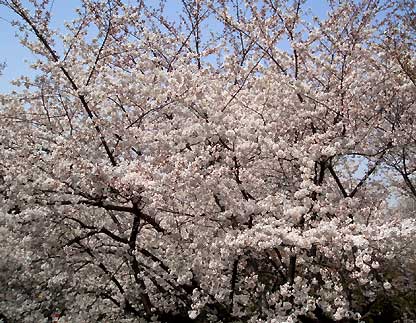上野公園の桜
