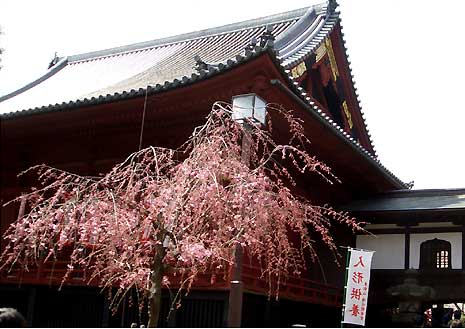 上野公園の桜