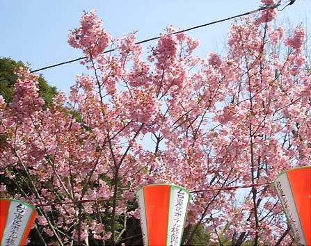 上野公園の桜