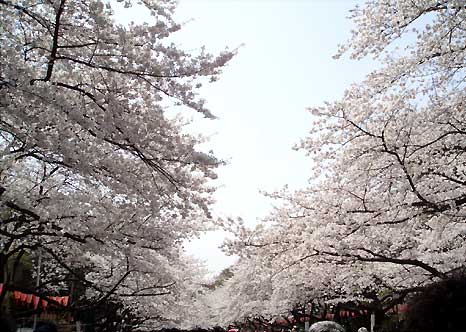 上野公園 桜