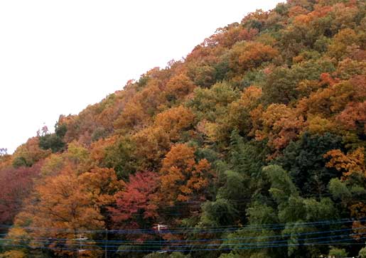 yorii20101127b.jpg