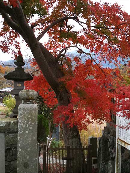 yorii20101127g.jpg