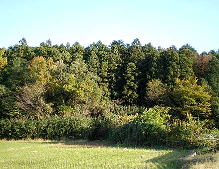 keitokuji29kesiki.jpg
