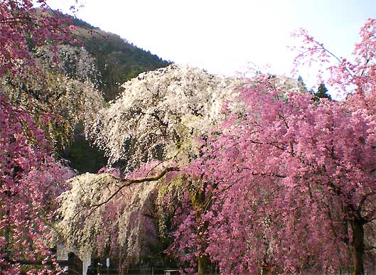 seiunji200804a.jpg