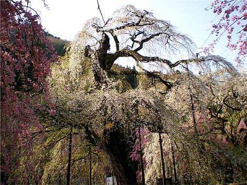 seiunji200804b1.jpg