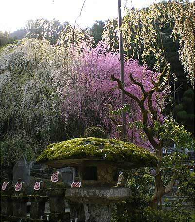 seiunji200804d.jpg