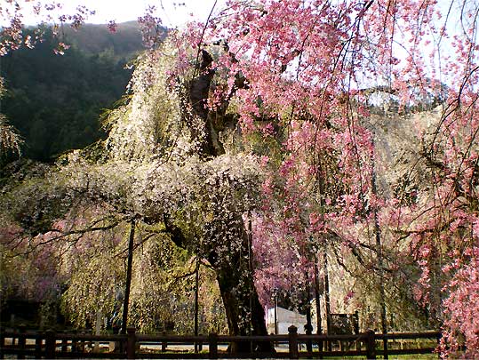 seiunji200804g.jpg
