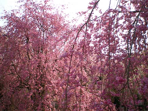 seiunji200804i.jpg