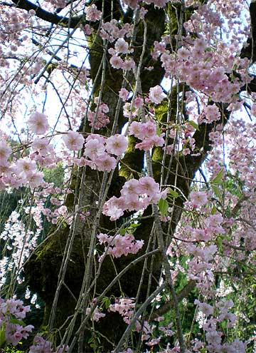 seiunji200804j.jpg
