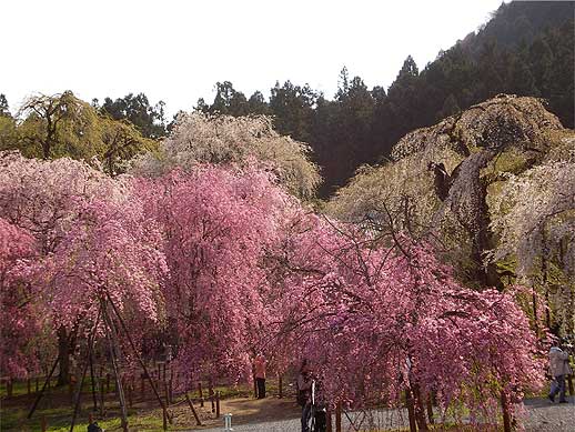 seiunji200804l.jpg