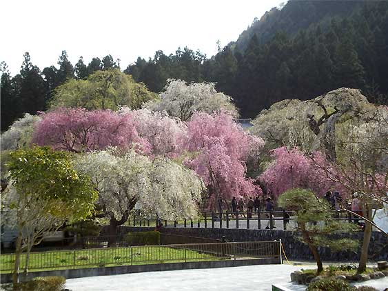 seiunji200804m.jpg